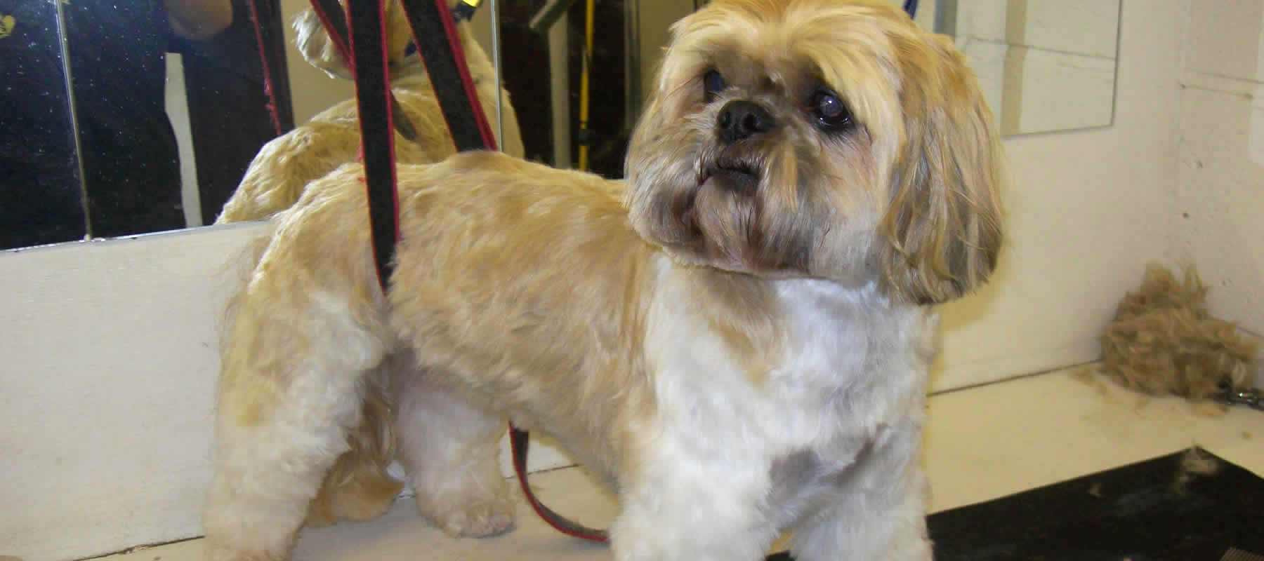 Dapper Dogs Professional Dog Grooming in Cheadle Dog Groomers Cheadle